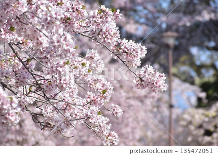 山口縣,山口縣,笠山山頂公園,櫻花,春天 山口縣,山口縣,笠山山頂公園,櫻花,春天 135472051