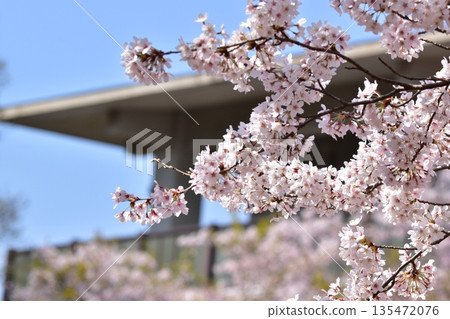 山口縣,山口縣,笠山山頂公園,櫻花,春天 山口縣,山口縣,笠山山頂公園,櫻花,春天 135472076