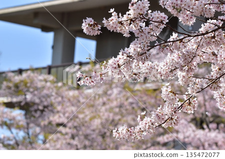 山口縣，山口縣，笠山山頂公園，櫻花，春天 135472077