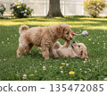 可愛的玩具貴賓犬 135472085