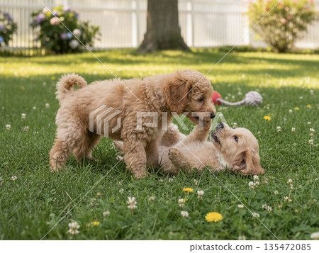 可愛的玩具貴賓犬 可愛的玩具貴賓犬 135472085