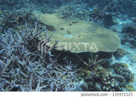 Table coral and branch coral underwater photo Table coral and branch coral underwater photo 135472125