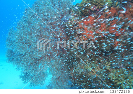 A school of cardinalfish dancing on a sea urchin - Underwater photo A school of cardinalfish dancing on a sea urchin - Underwater photo 135472126