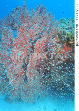 一群豚鯛在海膽上翩翩起舞－水下照片 135472127