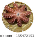 Boiled octopus 135472153