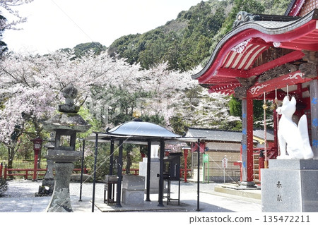 山口台寧寺春季櫻花 135472211