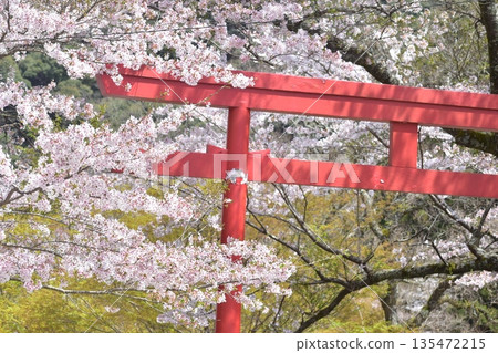 山口台寧寺春季櫻花 135472215
