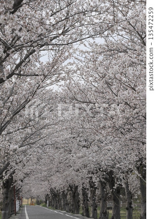 Tsukuba Kasumigaura Ring Ring Road in Tsukuba City, Ibaraki Prefecture, in spring, is lined with a tunnel of cherry blossom trees in full bloom. 135472259