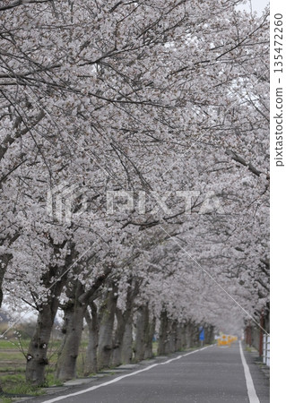 春天,茨城縣筑波市的筑波霞浦環城公路兩旁,櫻花盛開,宛如一條櫻花隧道。 春天,茨城縣筑波市的筑波霞浦環城公路兩旁,櫻花盛開,宛如一條櫻花隧道。 135472260