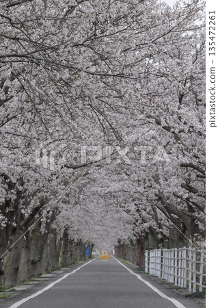春天,茨城縣筑波市的筑波霞浦環城公路兩旁,櫻花盛開,宛如一條櫻花隧道。 春天,茨城縣筑波市的筑波霞浦環城公路兩旁,櫻花盛開,宛如一條櫻花隧道。 135472261