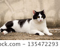 Stray cat relaxing in May 135472293