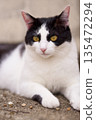 Stray cat relaxing in May 135472294