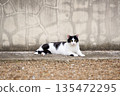 Stray cat relaxing in May 135472295