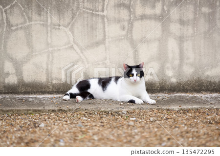 Stray cat relaxing in May Stray cat relaxing in May 135472295