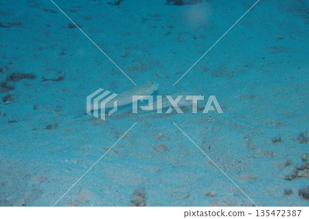 Underwater photo of a pair of Otohime gobies eating 135472387
