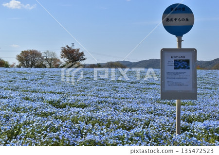 廣島春粉蝶花夢幻村 廣島春粉蝶花夢幻村 135472523