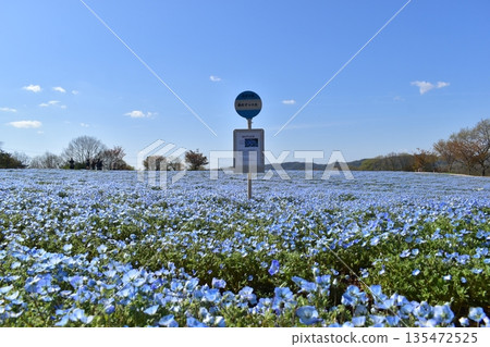 廣島春粉蝶花夢幻村 廣島春粉蝶花夢幻村 135472525