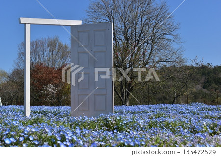 廣島春粉蝶花夢幻村 廣島春粉蝶花夢幻村 135472529