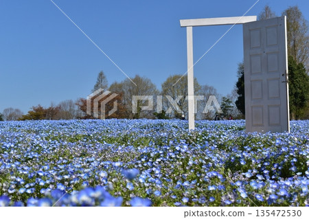 廣島春粉蝶花夢幻村 廣島春粉蝶花夢幻村 135472530