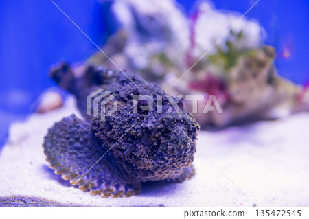 Black Stonefish by coral reef in aquarium Black Stonefish by coral reef in aquarium 135472545