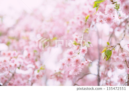 Pink cherry blossom of sakura tree tunnel at springtime Pink cherry blossom of sakura tree tunnel at springtime 135472551