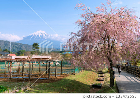 Farmland by pink sakura tree blossom with mt. Fuji, Yamanashi Farmland by pink sakura tree blossom with mt. Fuji, Yamanashi 135472555