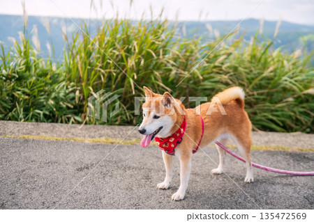 Shiba inu dog at Daikanbo observatory summit, Mt. Aso, Kumamoto Shiba inu dog at Daikanbo observatory summit, Mt. Aso, Kumamoto 135472569