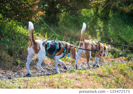 Beagle dogs climb up at Daikanbo observatory, Mt. Aso 135472573