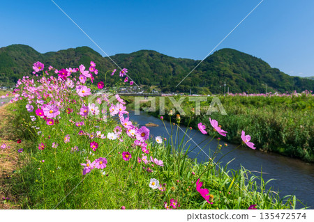 Beautiful pink cosmos flowers by river at Ogomorihana Park. Kumamoto 135472574