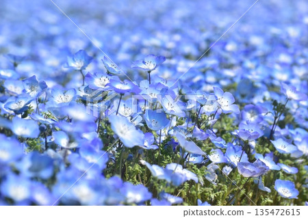 Hiroshima Spring Nemophila Flower Dream Village 135472615