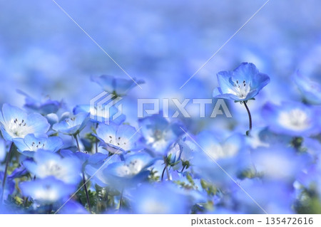 廣島春粉蝶花夢幻村 廣島春粉蝶花夢幻村 135472616