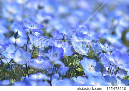 廣島春粉蝶花夢幻村 廣島春粉蝶花夢幻村 135472618