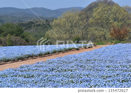 廣島春粉蝶花夢幻村 廣島春粉蝶花夢幻村 135472627
