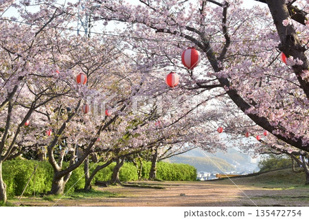 Yamaguchi Prefecture Cherry Blossoms Spring Senjogahara Park Yamaguchi Prefecture Cherry Blossoms Spring Senjogahara Park 135472754