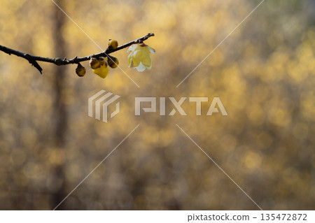 Wintersweet wrapped in golden blur 135472872