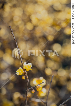 Overlapping Sunshine Overlapping Sunshine 135472880
