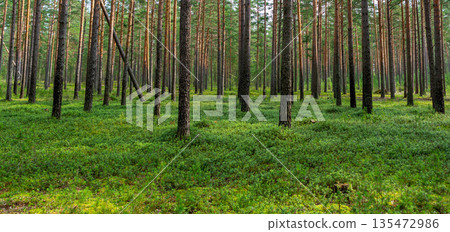 Panorama of a pine forest in its natural state. Green forest glade with growing lingonberry bushes. Panorama of a pine forest in its natural state. Green forest glade with growing lingonberry bushes. 135472986