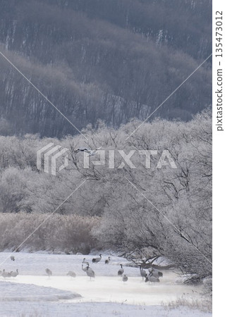 Tsurui Village in the dead of winter - Yukiri River sparkling with frost, seen from Otowa Bridge Tsurui Village in the dead of winter - Yukiri River sparkling with frost, seen from Otowa Bridge 135473012