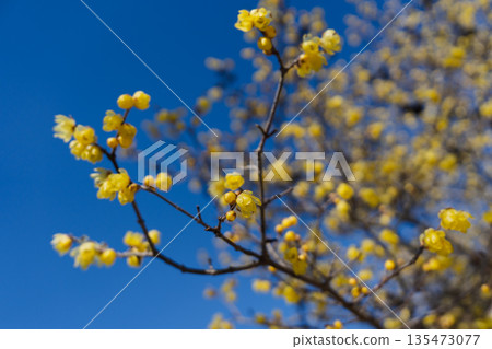 向天空蔓延 135473077