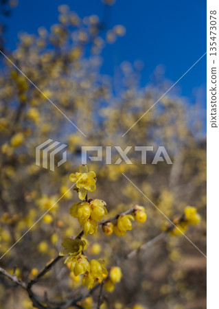 樹枝的韻律 135473078