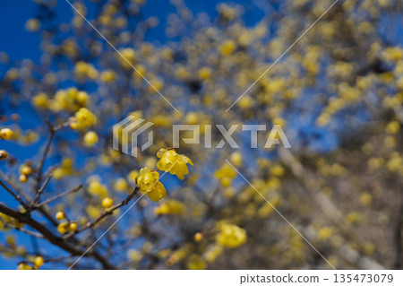 一個漸漸融入背景的聲音 135473079