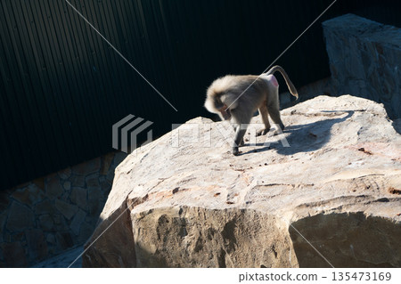 Baboon Rock Enclosure Zoo - A baboon stands on a large rock in a zoo enclosure. 135473169