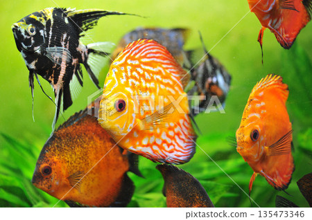 Symphysodon and Pterophyllum scalare Symphysodon and Pterophyllum scalare 135473346