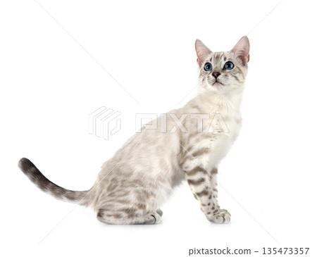 bengal kitten in studio 135473357