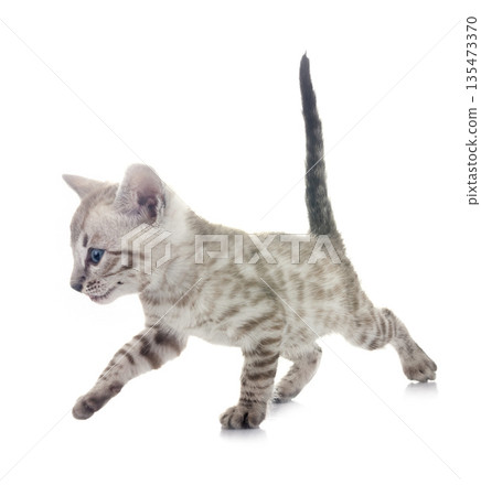 bengal kitten in studio 135473370