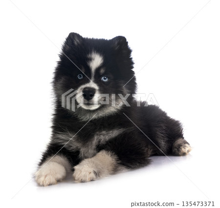 Pomsky in studio 135473371