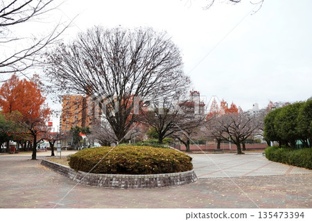 Winter-withered Kozumachi Park (Kurume City, Fukuoka Prefecture) 135473394