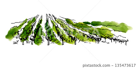 Countryside, vineyard field view, rows of crops across farmland. Landscape illustration hand drawn in ink and watercolor for artisanal packaging, farmers market products and rustic lifestyle visuals. 135473617