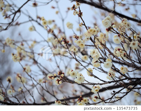 Beautiful white plum blossoms in January Beautiful white plum blossoms in January 135473735