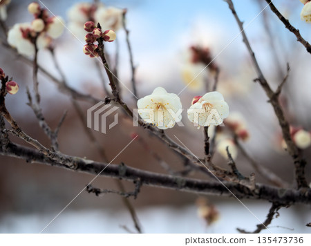 Beautiful white plum blossoms in January Beautiful white plum blossoms in January 135473736